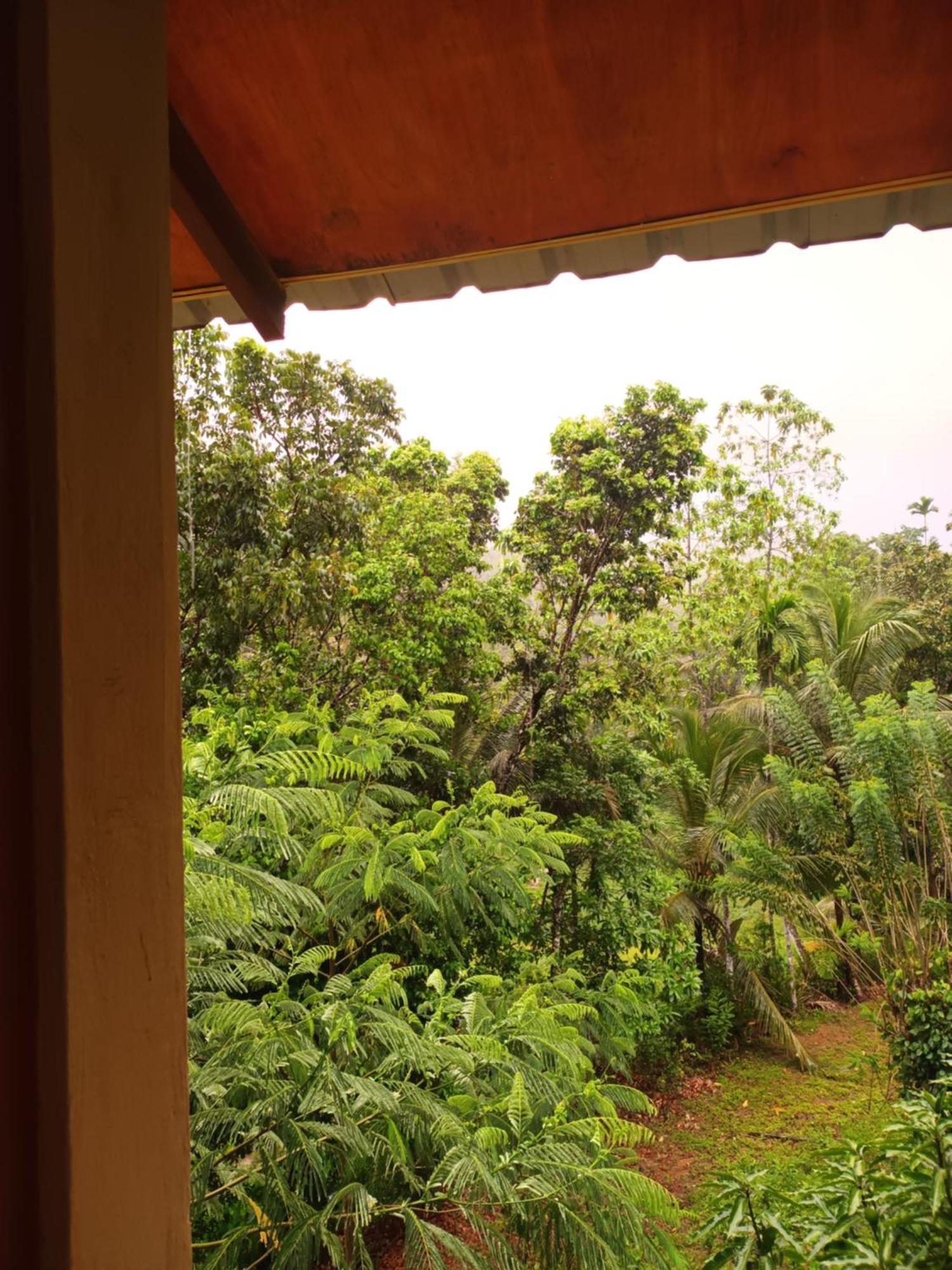 Sunshine Forest Lodge - Sinharaja เดนิยายา ภายนอก รูปภาพ