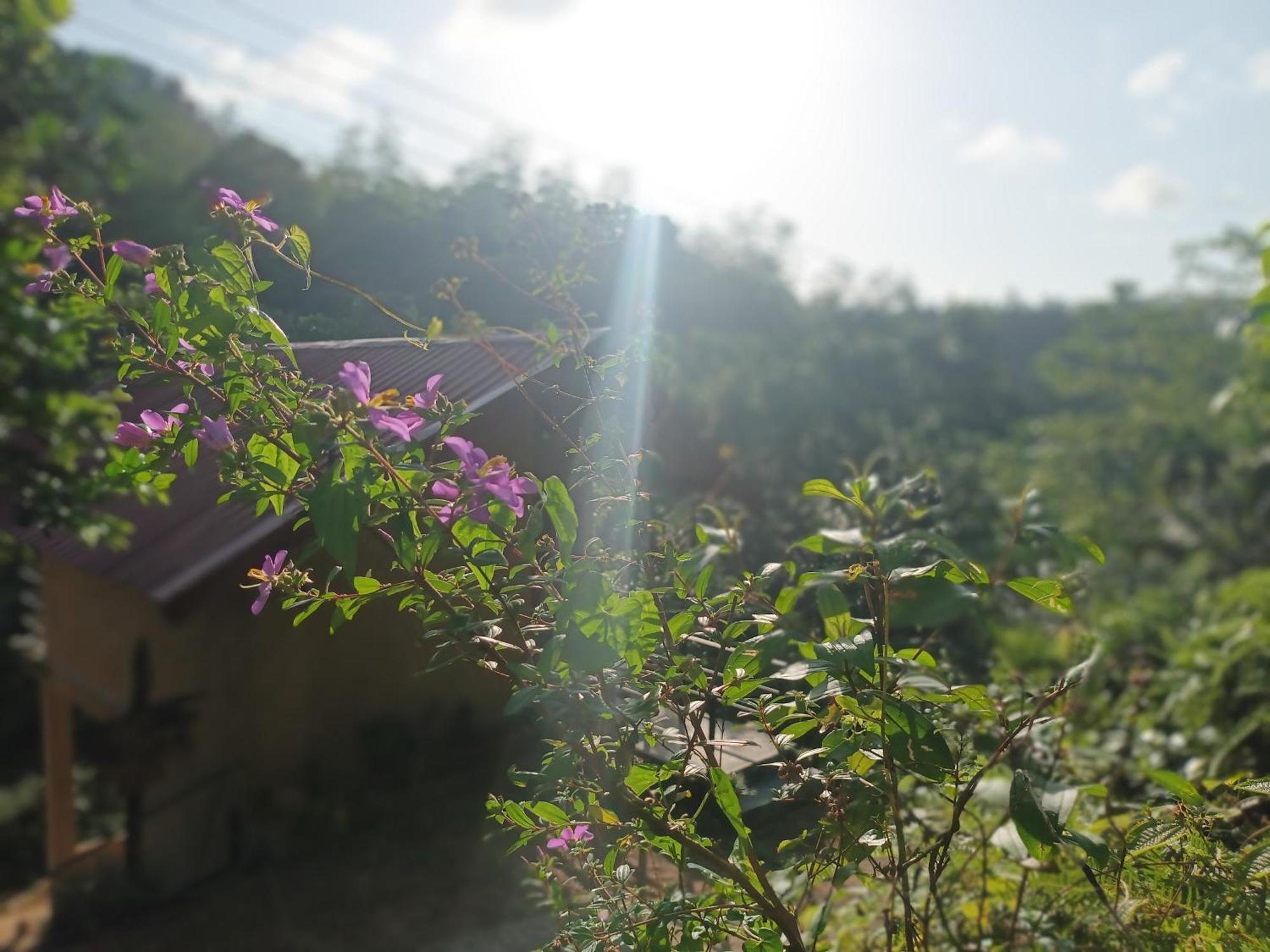 Sunshine Forest Lodge - Sinharaja เดนิยายา ภายนอก รูปภาพ