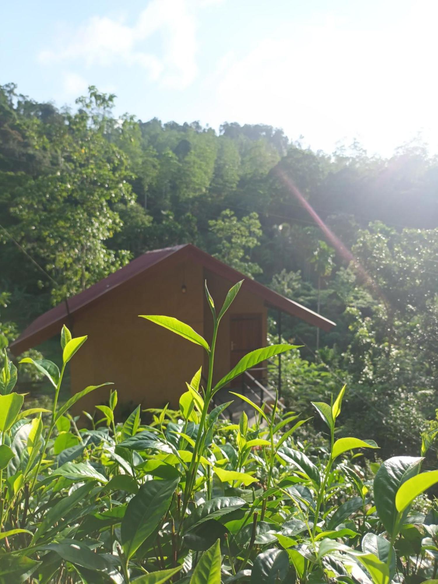 Sunshine Forest Lodge - Sinharaja เดนิยายา ภายนอก รูปภาพ