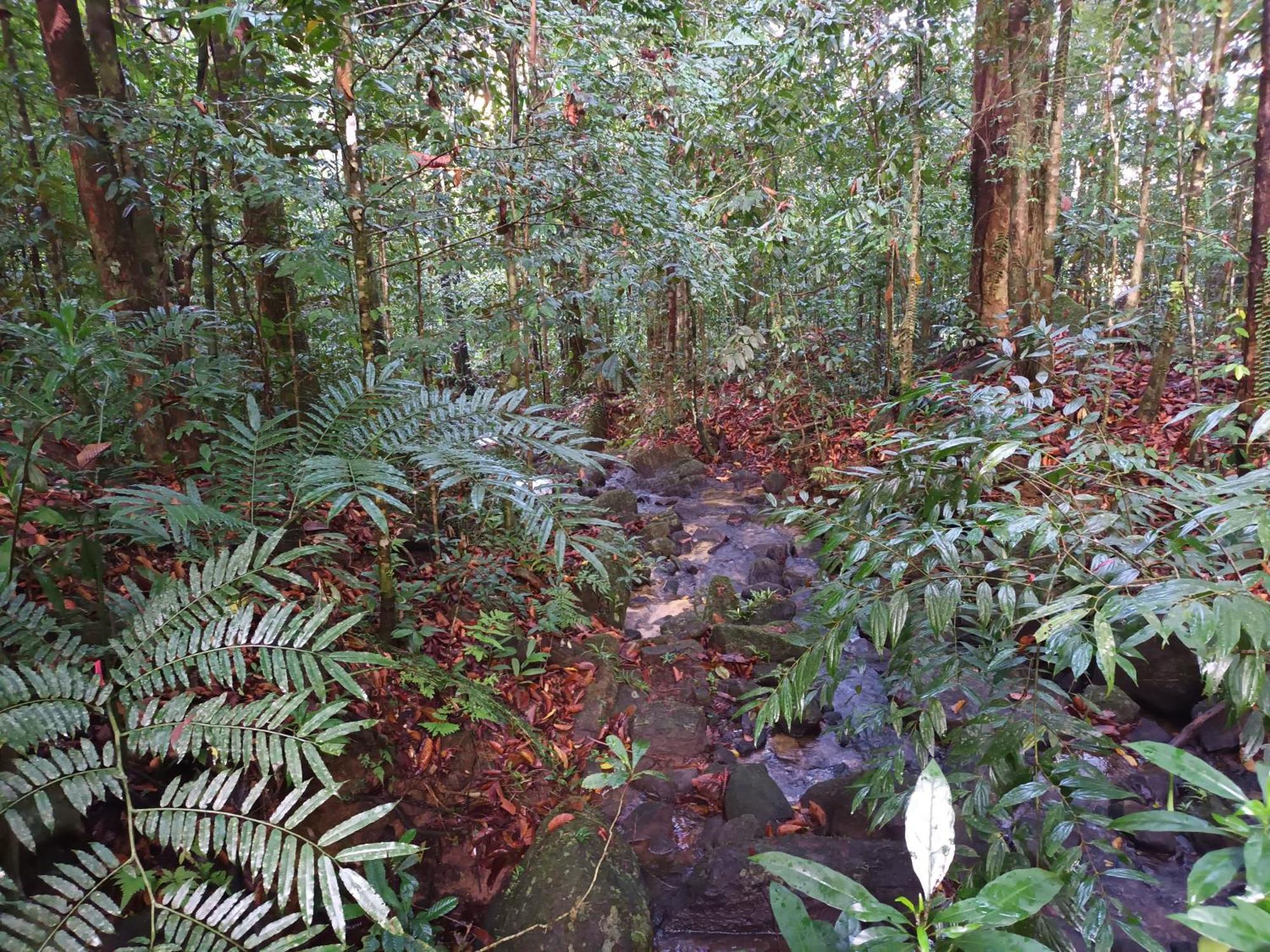 Sunshine Forest Lodge - Sinharaja เดนิยายา ภายนอก รูปภาพ